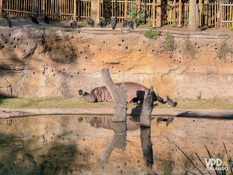 Imagem de um hipopótamo dormindo durante o Safari do Animal Kingdom.