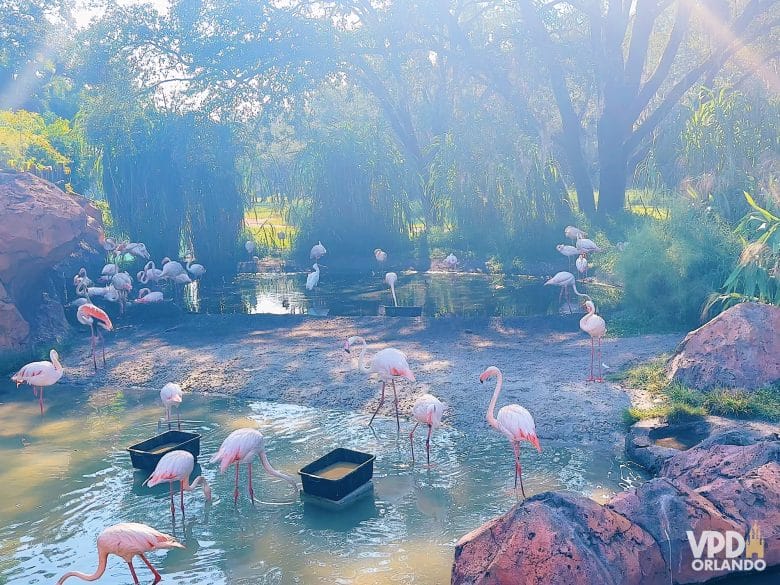 Alguns dos animais da savana que podem ser vistos do Animal Kingdom Lodge 