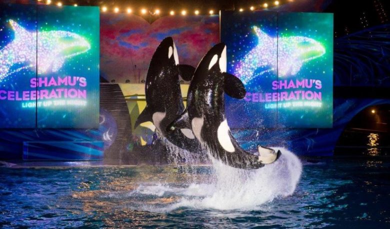 Foto de divulgação do Shamu Celebration: Light Up The Night, uma das ofertas do Eletric Ocean